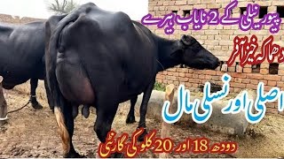 پیورنیلی کی بھینسں برائے فروخت#Nili Rave Buffalos for sale in punjab on YouTube sale،03065110914