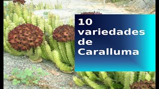 10 variedades de Caralluma