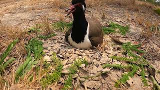 Red-eared Birds Laying Eggs - Protecting Eggs - For Birth