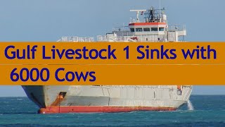 Gulf Livestock 1 Ship Carrying 5867 Cattle \u0026 43 Crew Capsizes off Japan