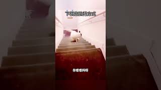 哎呀，下楼独特的方式 #搞笑视频 #搞笑配音 #funny