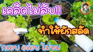 เคล็ดไม่ลับ!! ดูแลผักสลัด ให้กรอบ อร่อย รสชาติไม่ขม