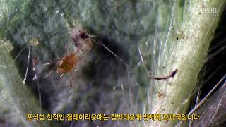 칠레이리응애를 이용한 점박이응애 방제(Biological control of spider mite Phytoseiulus persimilis)