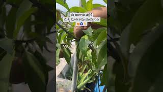 Short 165 | మళ్ళీ సపోటా పూత కాపు మొదలైంది #organicprabha  #gardeningvideos  #gardening #gardentips