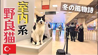 Stray cats at the station gates. This is the winter tradition in Turkey