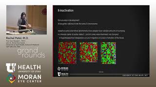 Seeing Red (and Green and Blue): The Evolution of Color Vision [ARCHIVE]