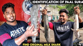 HOW TO IDENTIFY THE MILK SHARK | PAAL SURA | Kasimedu Fisherman