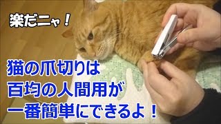 猫の爪切りは、百均の人間用が、一番簡単にできるよ！【コツ と やり方】