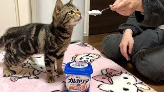 猫が初めてヨーグルトを食べるとこうなりますｗ