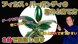 【観葉植物】フィカス・バーガンディの魅力と育て方