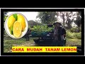 CARA  MUDAH TANAM POKOK LEMON