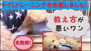 トイレトレーニングに失敗すると犬はこうなる！【トイプードル】