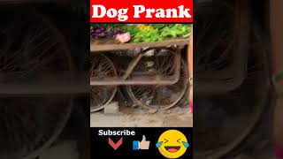 😂😂🐕🐯Prank Dog with Fake Tiger So Funny Dogs Prank Try To Stop Laugh 2021 #shorts 🐕