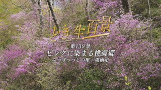 どき生百景ＶＯＬ139　ピンクの桃源郷（周南市みつばつつじの里）