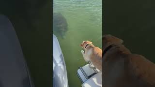 This manatee seemed to like Otis in spite of getting barked at when they first met.
