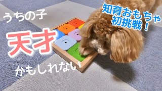 パズル型知育おもちゃ「DOG' SUDOKU」やってみた！【トイプードル】【知育玩具】