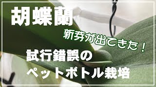 【胡蝶蘭】初心者の胡蝶蘭の栽培／新しい葉っぱが出てきた！