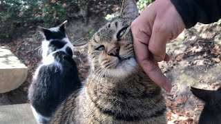 大人しい猫達と超甘えん坊のキジトラ猫ニャッハーの性格の違いが面白い