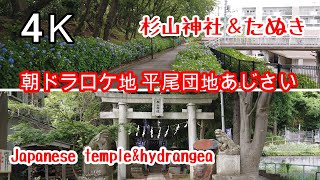 4K【朝ドラロケ地】平尾のあじさいと 杉山神社 朝ドラロケ地 なつぞら 広瀬すず 紫陽花 japanese_temple hydrangea tokyo