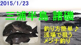 三浦半島諸磯（浅場で狙うメジナ釣り）