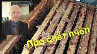 Профессор Кашковский про слёт пчёл