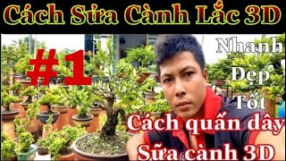 cách sửa kiểng bonsai #1 | cách quấn dây sửa kiểng | cách sửa cành lắc đẹp Bonsai para iniciantes #1