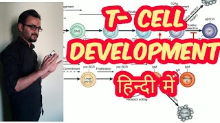 T-cell development , maturation in hindi