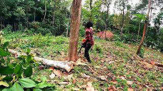 ചെറുതേക്ക് മരം  small tree cutting