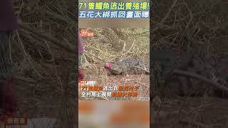 71隻鱷魚逃出養殖場! 五花大綁抓回畫面曝｜TVBS新聞@internationalNewsplus