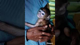 Little monkey #babymonkey #animallover  #ytshort #trending #youtubeshorts #viral #shorts
