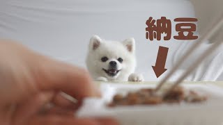 愛犬に納豆食べさせると起こること/ポメラニアンの日常vlog