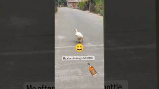 #alcohol #alcohollover #alcoholic #livetodrink #duck #funnyvideo #fun #funreels #cheers #pets