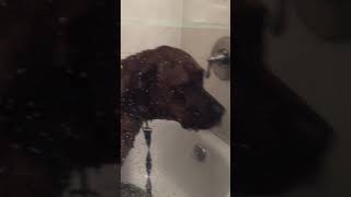 Scooby’s bath