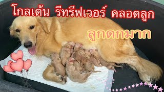 โกลเด้น รีทรีฟเวอร์ คลอดลูก