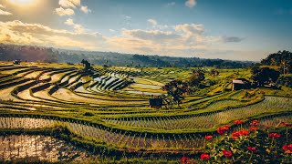 【4K】Peaceful Morning Walk Jatiluwih Rice Terraces 🌞 Stunningly Beautiful Landscape | BALI Villages