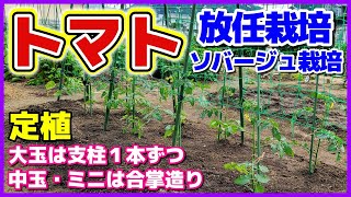 トマトの放任栽培　ネット張りにポイント有り　大玉トマトは裂果しにくい麗夏を定植　超便利なゴムスビー　ソバージュ栽培／合掌造り／フルティカ／チェリーメイト／トマト栽培／植え付け／植え方