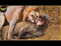 30 Tragic Moments Hyena Vs Lion Fight To The Last Breath