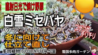 直射日光で焼け野原！チリチリになった白雪ミセバヤの仕立て直し　＃多肉植物　＃Succulent　＃雪国の多肉