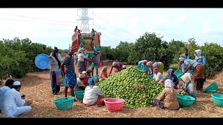 Bathai Farming in Telugu | హైడెన్సిటీలో మాల్టా బత్తాయి సాగు100 చెట్లకు 10 టన్నుల పైనే దిగుబడి