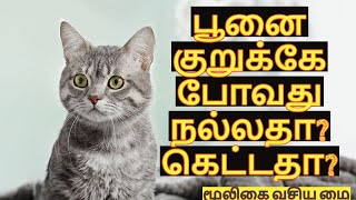 பூனை குறுக்கே போவது நல்லதா ? கெட்டதா? | @mooligaivasiyamai