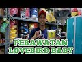 Perawatan Lovebird Baby Ala 