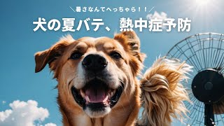 犬の夏バテ＆熱中症を防ぎ、快適に過ごすための6つのポイント