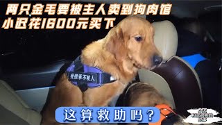 两个大金毛要被主人卖到狗肉馆，小迟花了1600元救下，这算救助吗？  Dog rescue in China 20220206