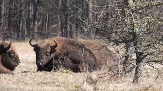 14 marca 2023 Białowieskie żubry. Budy Village.