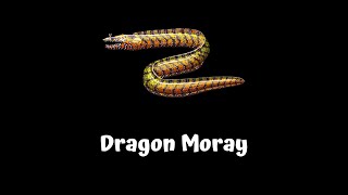 FISHAO | Dragon Moray (5*)