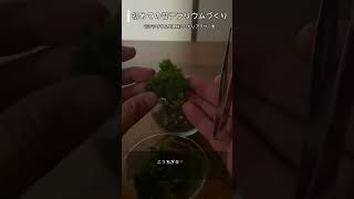 【初めての苔テラリウムづくり】初心者キッドを使うアラサー