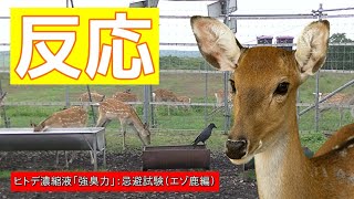 害獣忌避剤　ヒトデ濃縮液「強臭力」忌避試験③：カラスも近寄らない編