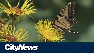 Legyen Butterfly Ranger