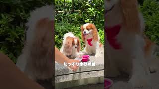 クリタック/ペット用浄軟水器でわんちゃんの水分補給　【まるっと軟水大容量】