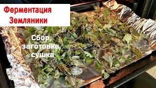 Ферментация ЗЕМЛЯНИКИ, рецепт вкусного и Ароматного чая! Заготавливаем целебные растения